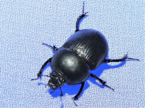 Geotrupes sp.